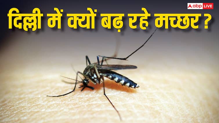 जनवरी से सितंबर तक दिल्ली में सबसे ज्यादा मिले मलेरिया के केस, यहां ज्यादा क्यों काट रहे मच्छर?