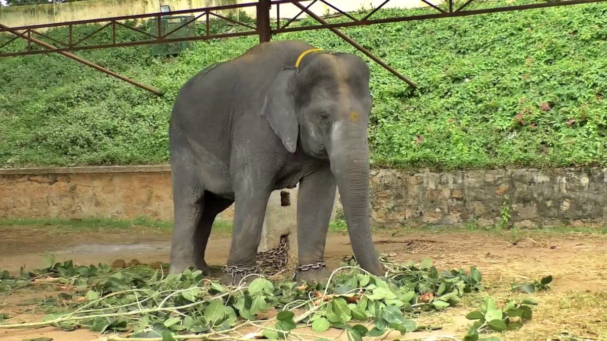 ಮೈಸೂರು ದಸರಾ: ಈ ಬಾರಿ ದಸರಾದಲ್ಲಿ ಭಾಗವಹಿಸಲಿರುವ ಅತ್ಯಂತ ಕಿರಿಯ ಆನೆ ಹೇಮಾವತಿ ಬಗ್ಗೆ ನಿಮಗೆಷ್ಟು ಗೊತ್ತು?