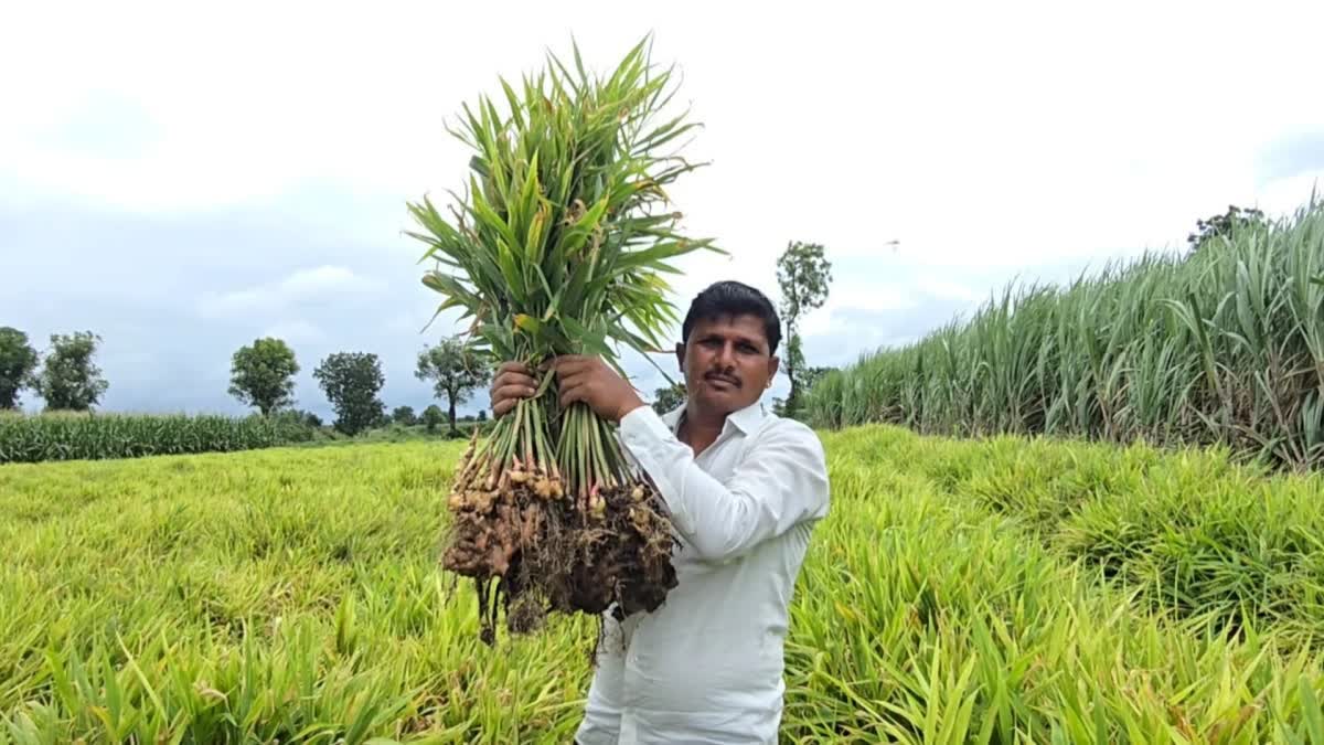 ಅತ್ಯಲ್ಪ ಕೃಷಿ ಭೂಮಿಯಲ್ಲಿ ಶುಂಠಿ ಬೆಳೆದು ಅತ್ಯಧಿಕ ಲಾಭ ಗಳಿಸಿದ ರೈತ: ಇವರು ತೆಗೆದ ಇಳುವರಿ ಎಷ್ಟು ಗೊತ್ತಾ?
