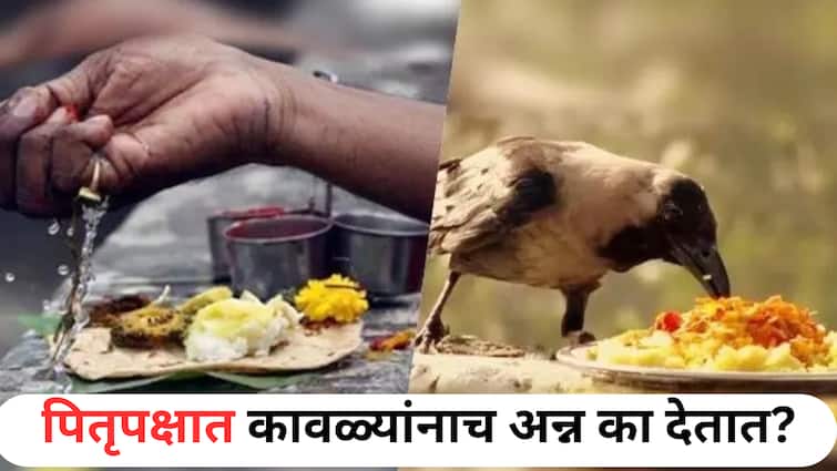 Pitru Paksha 2025 : पितृपक्षात इतर पशु-पक्षी सोडून कावळ्यांनाच अन्न का देतात? कावळ्याचा आणि पितरांचा नेमका संबंध काय? वाचा A To Z स्टोरी
