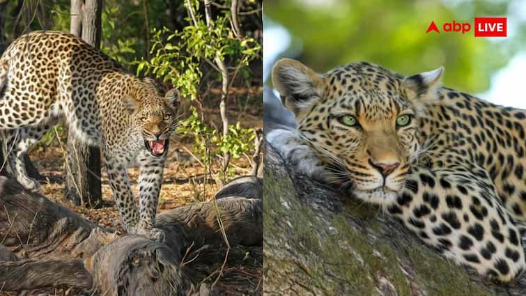 तेंदुए को कैंसर और डायबिटीज तो बाघिन को मोतियाबिंद, जानवरों को क्यों हो रहीं इंसानों जैसी बीमारियां?