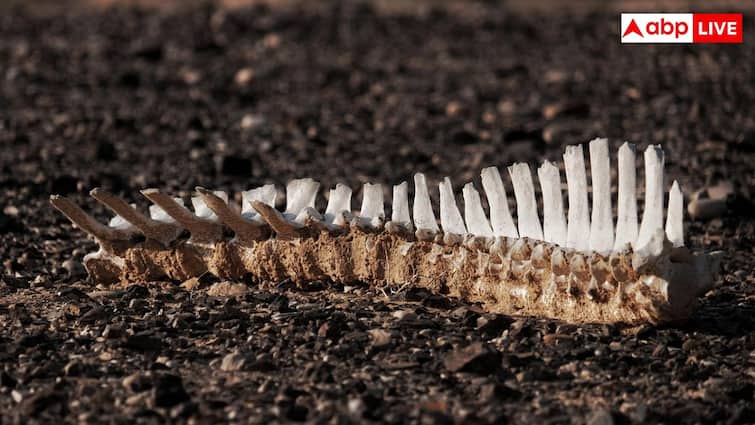 शरीर में बेहद जरूरी है ये चिपचिपा पदार्थ, अगर खराब हो जाए तो मौत पक्की?