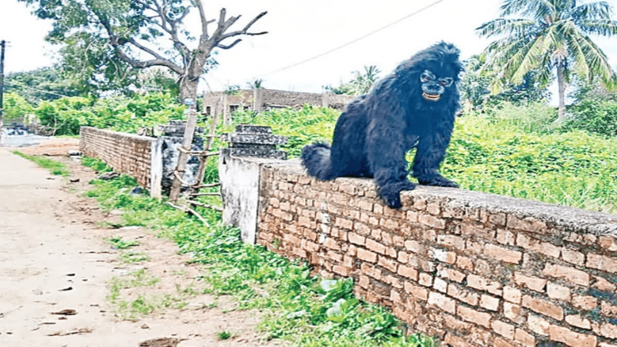 ಬೆಳೆಗಳಿಗೆ ಮಂಗಗಳ ಕಾಟ; ಕೋತಿಗಳನ್ನು ಎದುರಿಸಲು ಚಿಂಪಾಂಜಿಯಾದ ವ್ಯಕ್ತಿ; ಸೃಜನಶೀಲತೆ ತಂದುಕೊಟ್ಟ ಆದಾಯ!