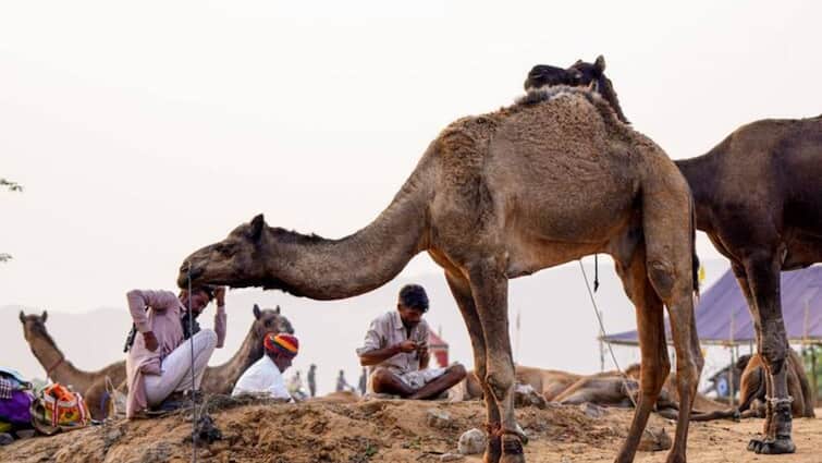 Pushkar Animal Fair: 23 करोड़ का भैंसा 'अनमोल', 15 करोड़ का 'शहबाज़' घोड़ा, पुष्कर मेले में जो गया रह गया दंग