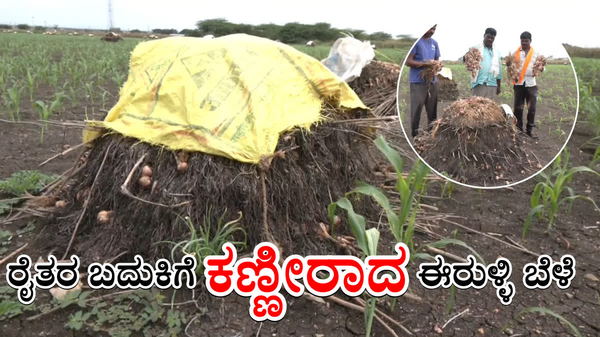 ರೈತರ ಬದುಕಿಗೆ ಕಣ್ಣೀರಾದ ಈರುಳ್ಳಿ; ಮೊಂಥಾ ಮಳೆಯಿಂದ ಹೊಲದಲ್ಲೇ ಕೊಳೆಯುತ್ತಿದೆ ರಾಶಿ ರಾಶಿ ಬೆಳೆ