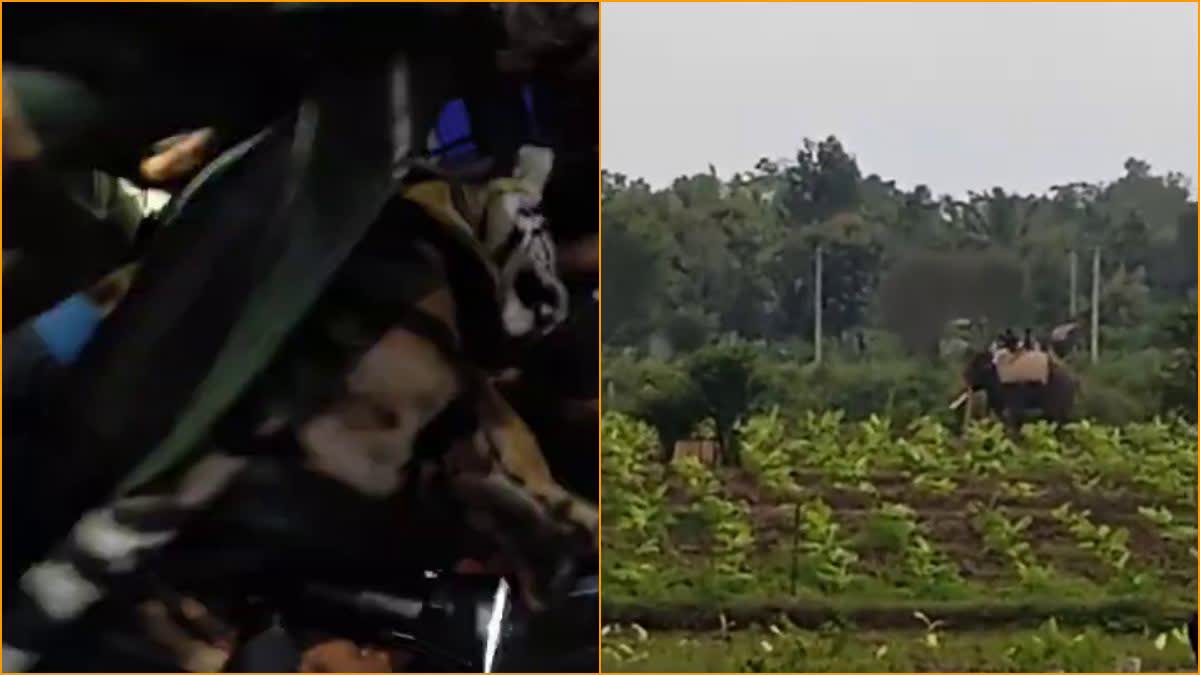 ನಂಜನಗೂಡು: ಹೆಣ್ಣು ಹುಲಿ ಸೆರೆ ಹಿಡಿದ ಅರಣ್ಯಾಧಿಕಾರಿಗಳು; ಸುಳ್ಳು ಸಂದೇಶಗಳನ್ನು ಭಿತ್ತರಿಸುವವರ ವಿರುದ್ಧ ಕ್ರಮದ ಎಚ್ಚರಿಕೆ