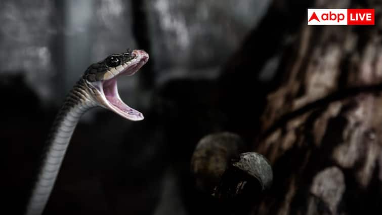सांप के काटने से क्यों हो जाती है इंसान की मौत, कितनी तरह से असर करता है जहर?