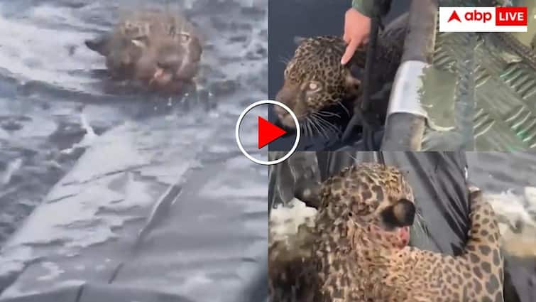 पानी में उतरा दरिंदा मौत के जाल में फंसा! बचाने उतरी सेना फिर ऐसे बचाई जान- वीडियो वायरल