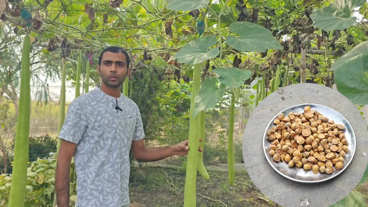 6 ಅಡಿ ಉದ್ದದ ಸೋರೆಕಾಯಿ ಬೆಳೆಯುವ ರೈತ: ಕಾಶ್ಮೀರಿ ಬೆಳ್ಳುಳ್ಳಿಯಿಂದ ಬದುಕು ಹಸನು