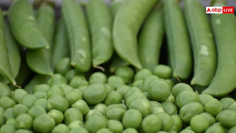 अब बाजार से खरीदने का झंझट छोड़िए, अपनी बालकनी गार्डन से लीजिए हरी मटर का मजा
