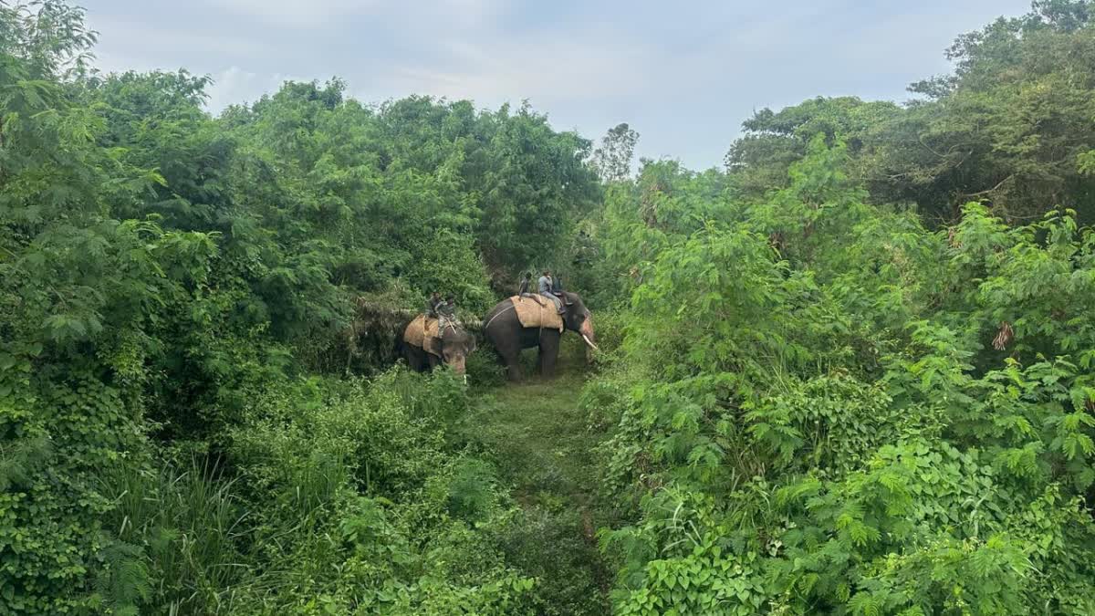 ಮೂರು ದಿನದಿಂದ ಸಿಗದ ಹುಲಿ: 130ಕ್ಕೂ ಹೆಚ್ಚು ಅರಣ್ಯ ಸಿಬ್ಬಂದಿ ಬೆಣ್ಣೆಗೆರೆಯಲ್ಲಿ ಠಿಕಾಣಿ