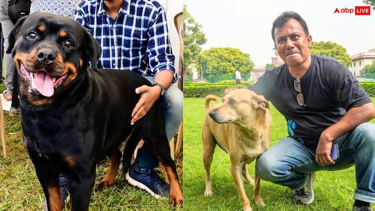 चंडीगढ़ में कुत्ते पालना हुआ मुश्किल, अब घर के साइज के हिसाब से रखने होंगे डॉग, इस ब्रीड पर बैन