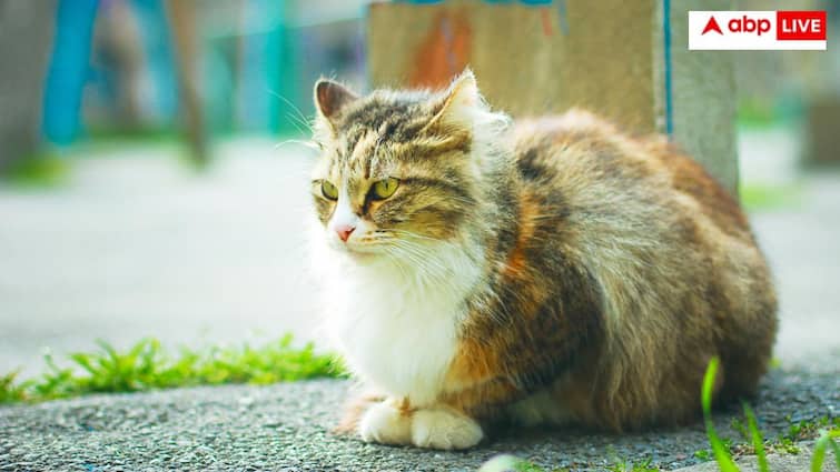 तलाक के बाद बीवी नहीं बल्कि बिल्ली का खर्च उठाएगा ये शख्स, हर महीने इतना देना होगा भरन पोषण