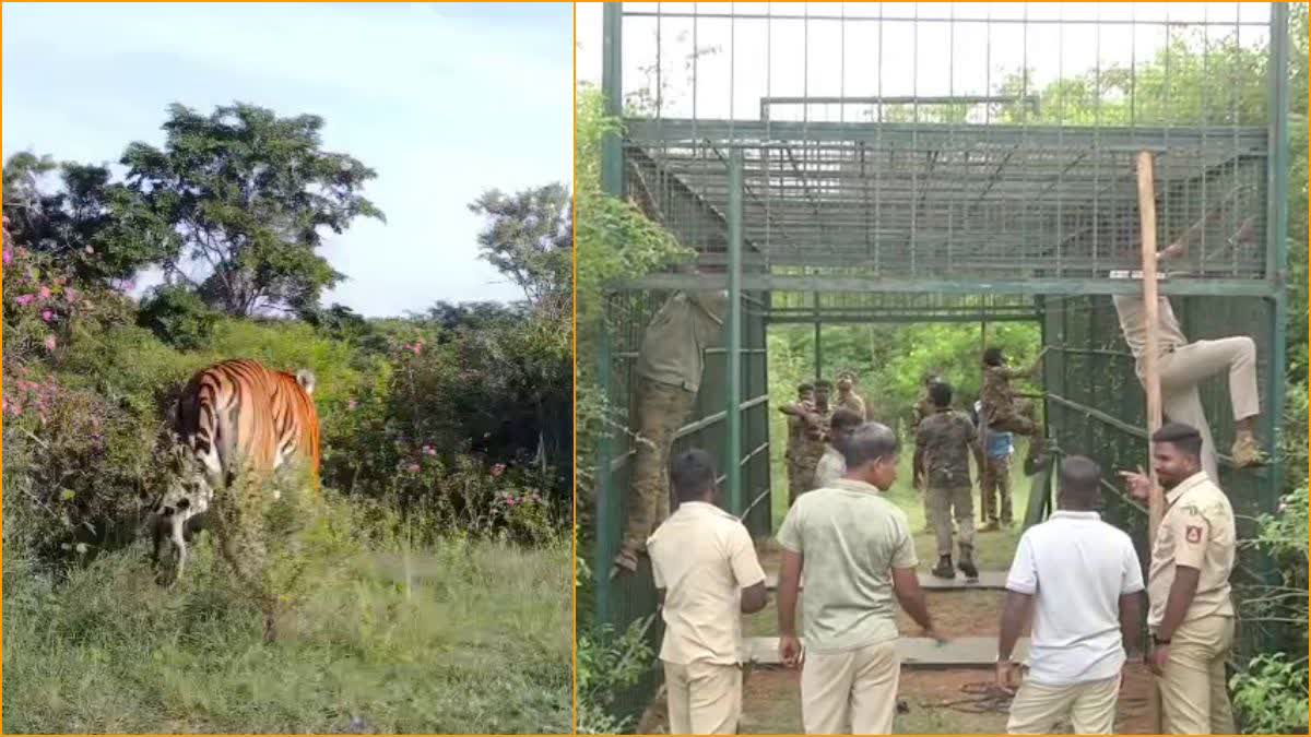 ಚಾಮರಾಜನಗರ: ಕ್ಯಾಮರಾ ಟ್ರಾಪ್ನಲ್ಲಿ ಹುಲಿ ಓಡಾಟ ಸೆರೆ, ವಿಶೇಷ ವಾಕ್ ಥ್ರೂ ಕೇಜ್ ಅಳವಡಿಕೆ