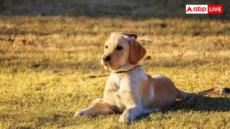 Dog Rules: बनारस और पंजाब में कुत्ता पालने को लेकर क्या है नियम, जानें किन नस्लों पर लगा है प्रतिबंध