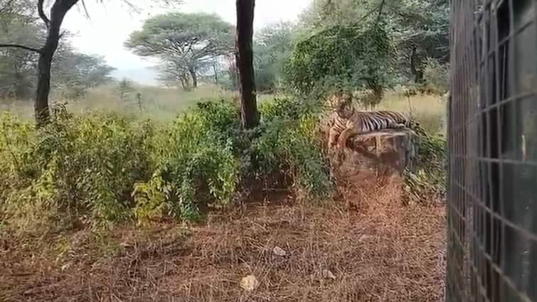 राजस्थान के नाहरगढ़ जैविक उद्यान में मचा हड़कंप, जंगल के बीच फंसी सफारी गाड़ी के पास आ गया टाइगर